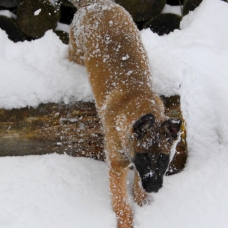 Image pour l'annonce Chiots Berger Belge Malinois