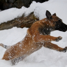 Image pour l'annonce Chiots Berger Belge Malinois