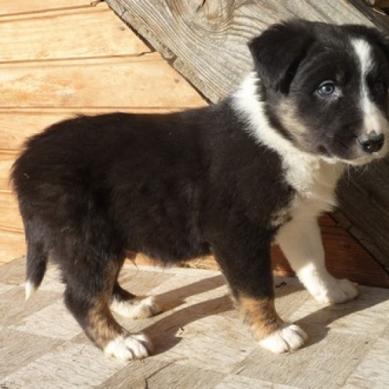 Image pour l'annonce Vends Border collie