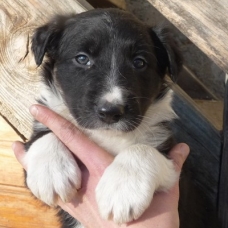 Image pour l'annonce Vends Border collie