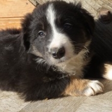 Image pour l'annonce Vends Border collie