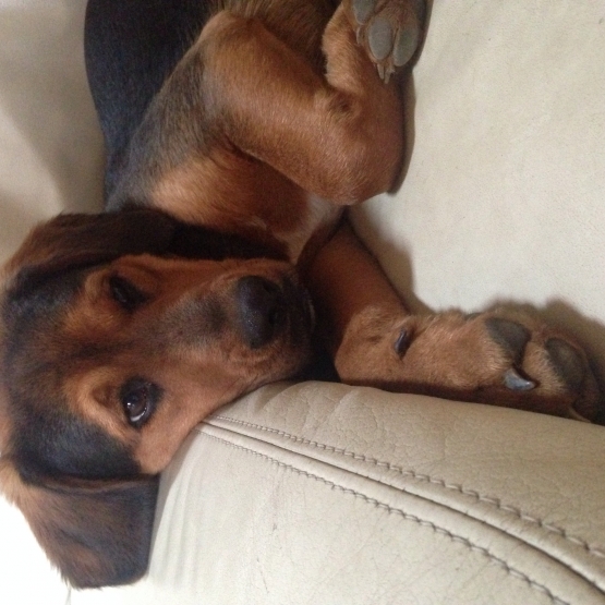 Image pour l'annonce Donne chien de 9 mois