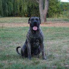 Image pour l'annonce Vends chiots dogo canario lof