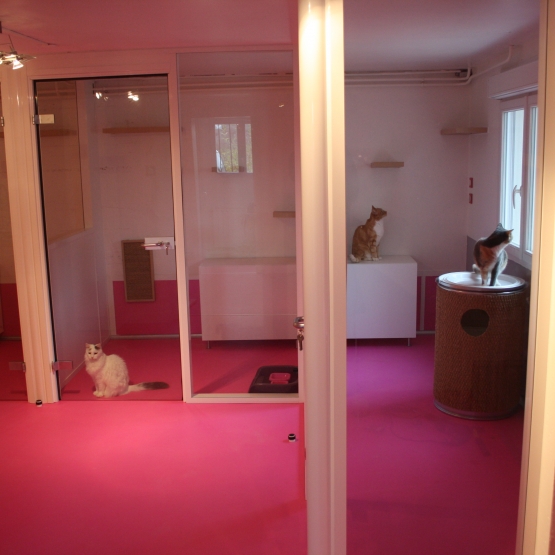 Image pour l'annonce Hôtel - Pension pour chats à Vienne dans l'isère