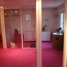 Image pour l'annonce Hôtel - Pension pour chats à Vienne dans l'isère