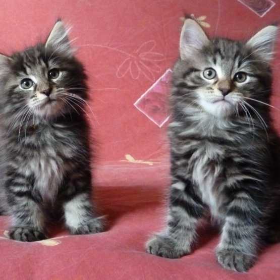 Image pour l'annonce A donner Chatons de type Norvégien