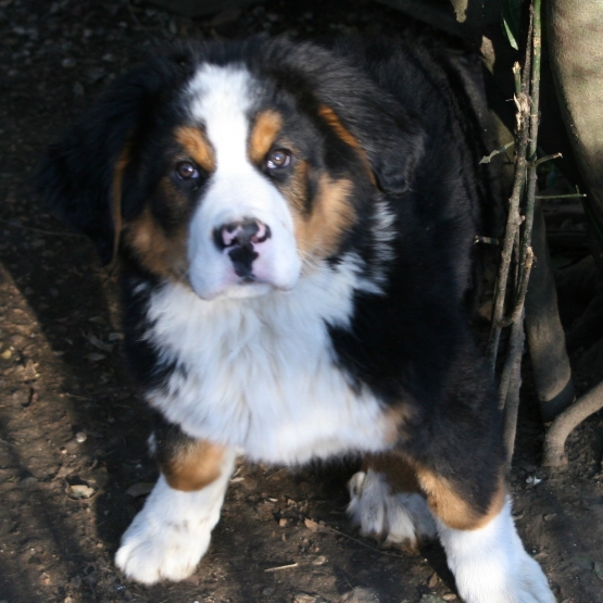 Image pour l'annonce Chiot Bouvier Bernois
