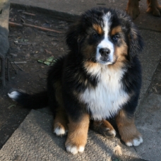 Image pour l'annonce Chiot Bouvier Bernois