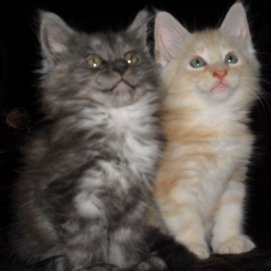 Image pour l'annonce Chaton d'apparence Maine Coon : 4 mâles - femelle 1