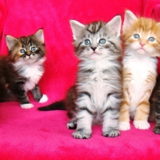 Image pour l'annonce Chaton d'apparence Maine Coon : 4 mâles - femelle 1
