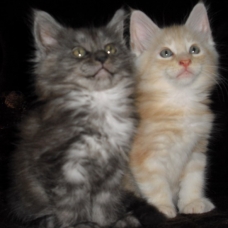 Image pour l'annonce Chaton d'apparence Maine Coon : 4 mâles - femelle 1