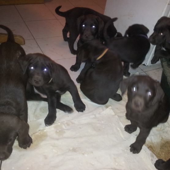 Image pour l'annonce chiot type labrador CHOCOLAT