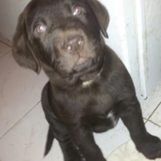 Image pour l'annonce chiot type labrador CHOCOLAT