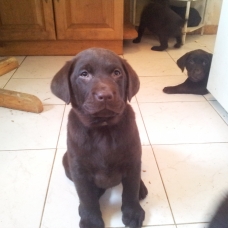Image pour l'annonce chiot type labrador CHOCOLAT