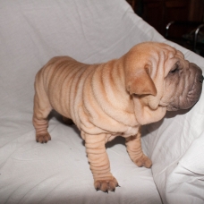 Image pour l'annonce 2 chiots type shar pei males
