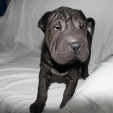Image pour l'annonce 2 chiots type shar pei males