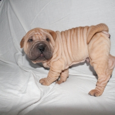 Image pour l'annonce 2 chiots type shar pei males