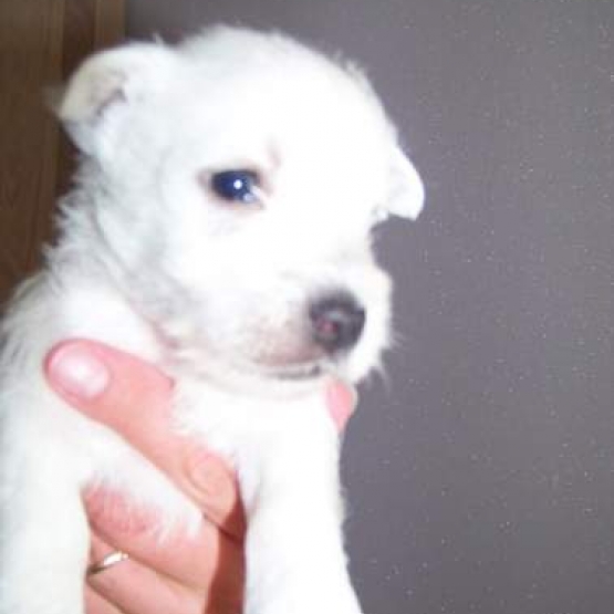 chiots westie type non LOF sur Animoz.net