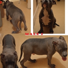 Image pour l'annonce AMERICAN BULLY 2MALES 2FEMELLES