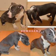 Image pour l'annonce AMERICAN BULLY 2MALES 2FEMELLES