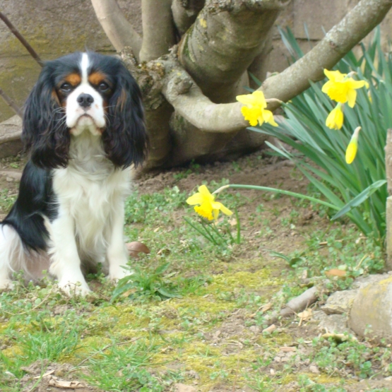 Image pour l'annonce Recherche femelle Cavalier King Charles pour Saillie