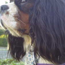 Image pour l'annonce Recherche femelle Cavalier King Charles pour Saillie