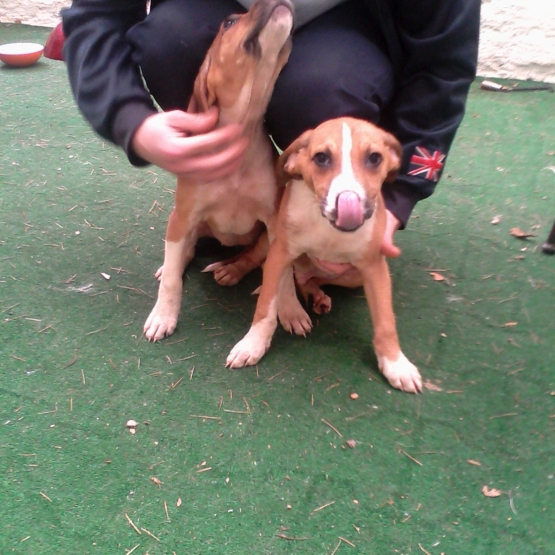 Image pour l'annonce Vends chiots type staff