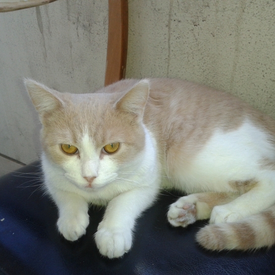 Image pour l'annonce vends chat 8mois