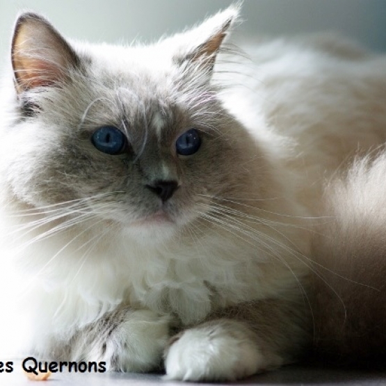Image pour l'annonce Mâle Ragdoll LOOF Blue Mitted pour saillie