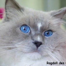 Image pour l'annonce Mâle Ragdoll LOOF Blue Mitted pour saillie