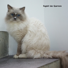 Image pour l'annonce Mâle Ragdoll LOOF Blue Mitted pour saillie