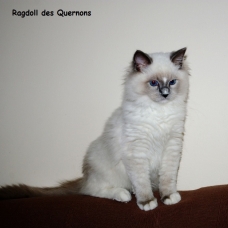 Image pour l'annonce Mâle Ragdoll LOOF Blue Mitted pour saillie