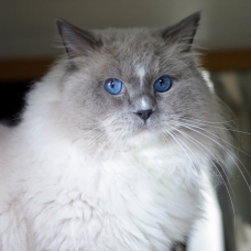 Image pour l'annonce Mâle Ragdoll LOOF Blue Mitted pour saillie