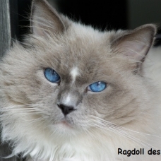 Image pour l'annonce Mâle Ragdoll LOOF Blue Mitted pour saillie