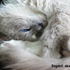 Image pour l'annonce Mâle Ragdoll LOOF Blue Mitted pour saillie