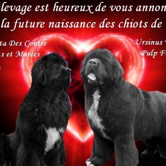 Image pour l'annonce a reserver terre neuve lof