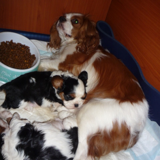 Image pour l'annonce chiots cavalier king charles