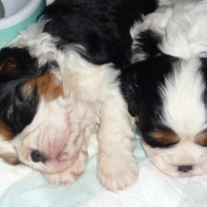 Image pour l'annonce chiots cavalier king charles