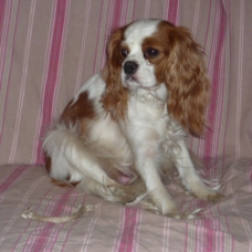 Image pour l'annonce chiots cavalier king charles