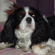 Image pour l'annonce chiots cavalier king charles