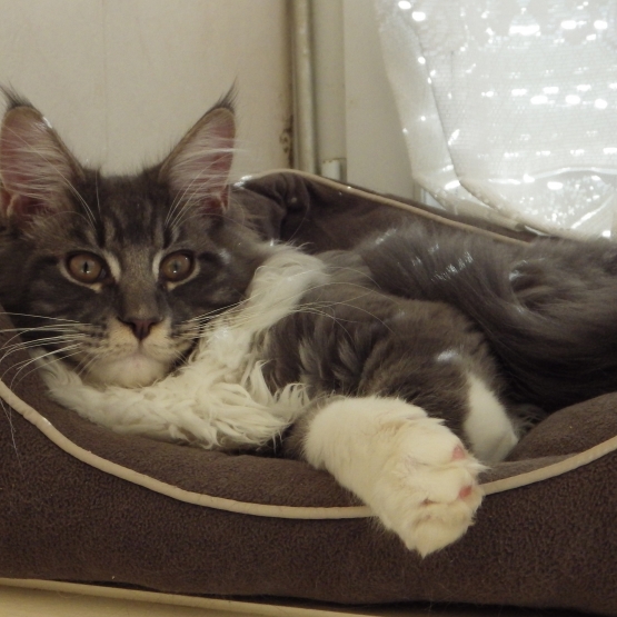 Image pour l'annonce Très beau chaton Maine Coon