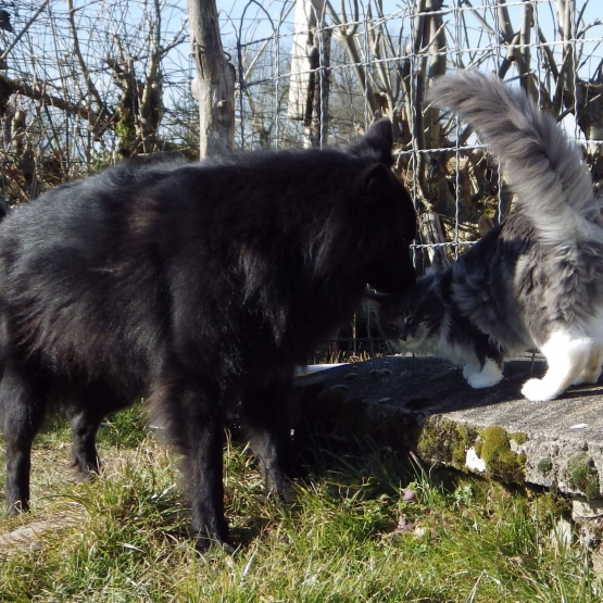 Image pour l'annonce Très beau chaton Maine Coon