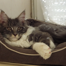 Image pour l'annonce Très beau chaton Maine Coon