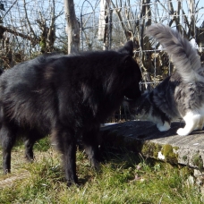 Image pour l'annonce Très beau chaton Maine Coon