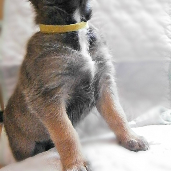 Image pour l'annonce chiots d'apparence malinois