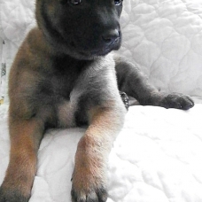 Image pour l'annonce chiots d'apparence malinois