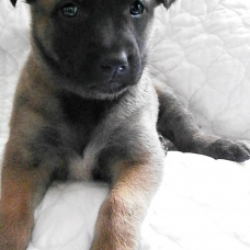 Image pour l'annonce chiots d'apparence malinois