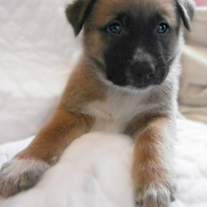 Image pour l'annonce chiots d'apparence malinois