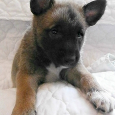 Image pour l'annonce chiots d'apparence malinois