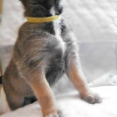 Image pour l'annonce chiots d'apparence malinois